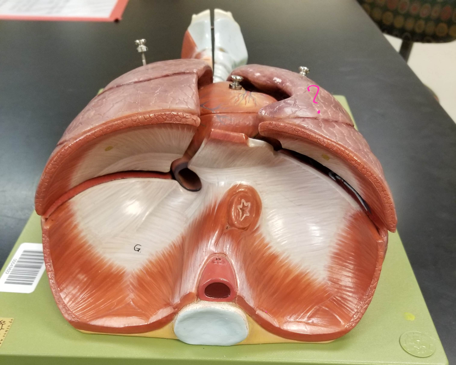 <p>what is outlined?</p>