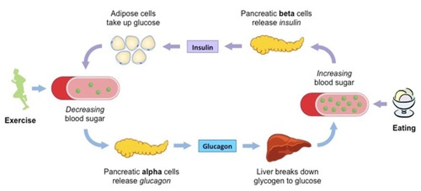 <p>When someone has hyperglycemia, their body will produce insulin since insulin promotes the storage of glucose via pathways such as glycogenesis.</p><p>When someone has hypoglycemia, their body will produce glucagon since glucagon activates pathways such as gluconeogenesis and glycogenolysis that will increase one's blood glucose levels.</p>