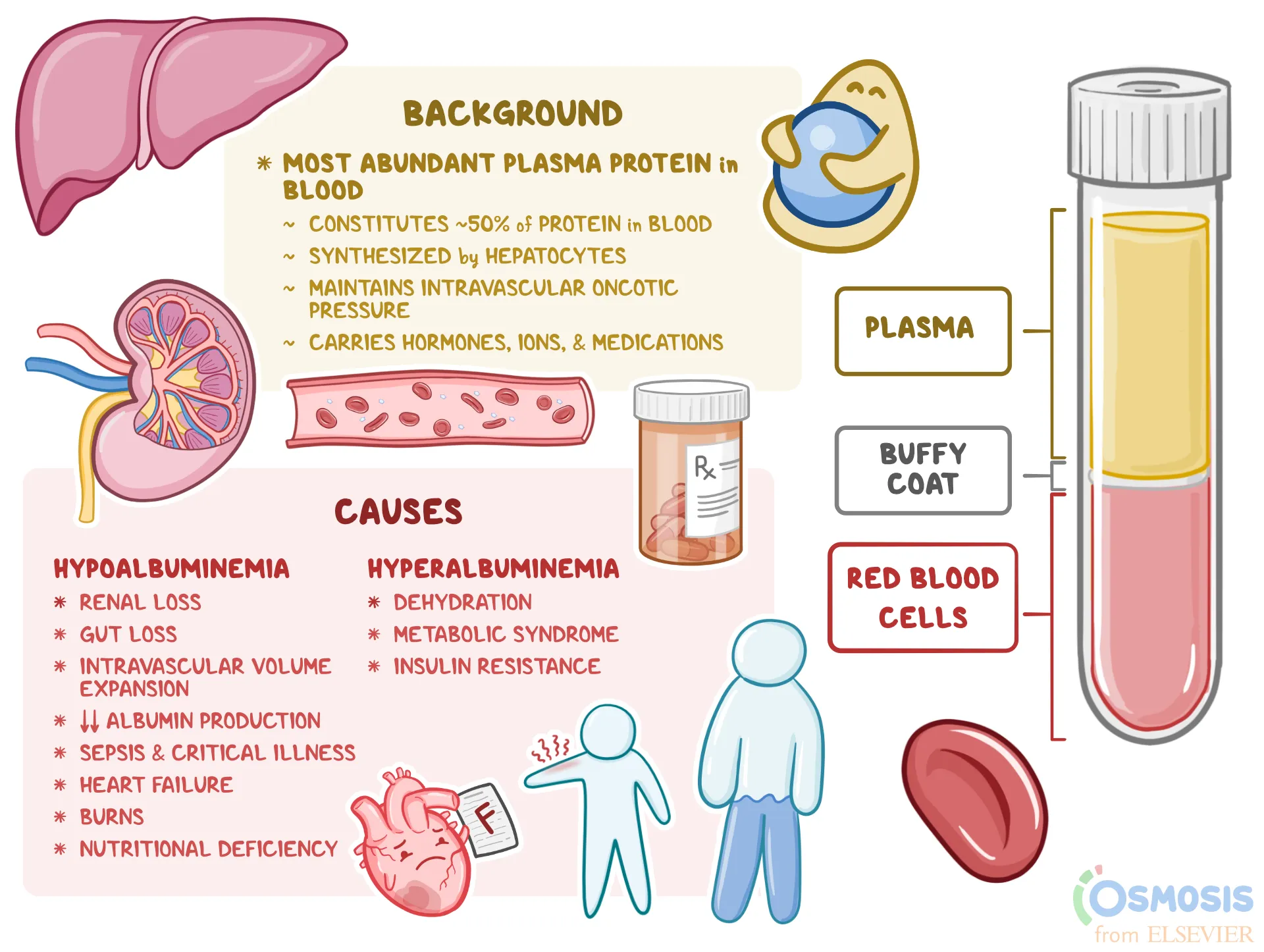 <p>What are the functions of albumin? (2)</p>