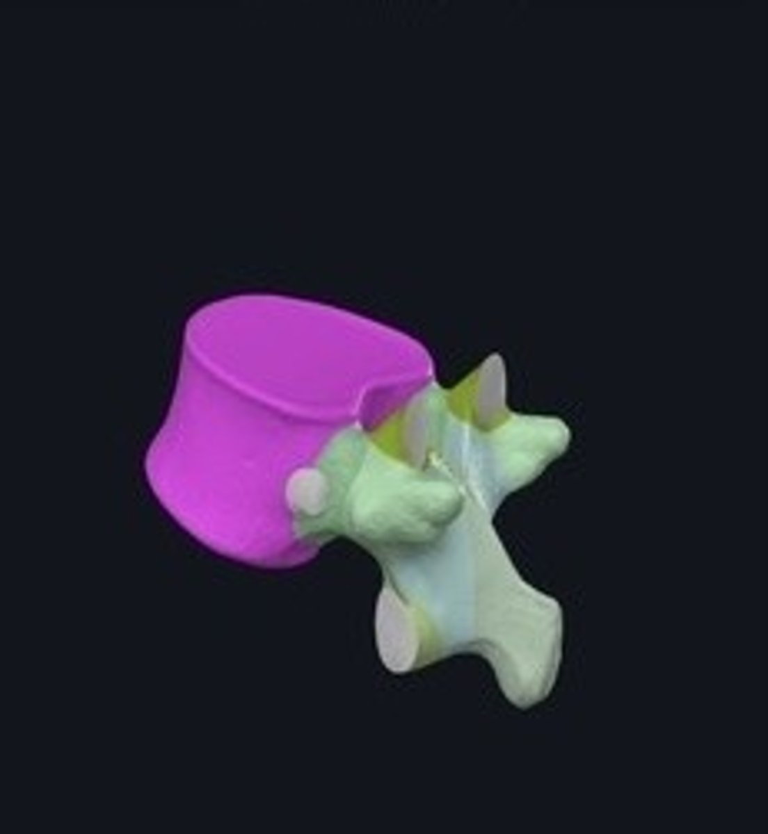 <p>Main part of a vertebra providing support.</p>