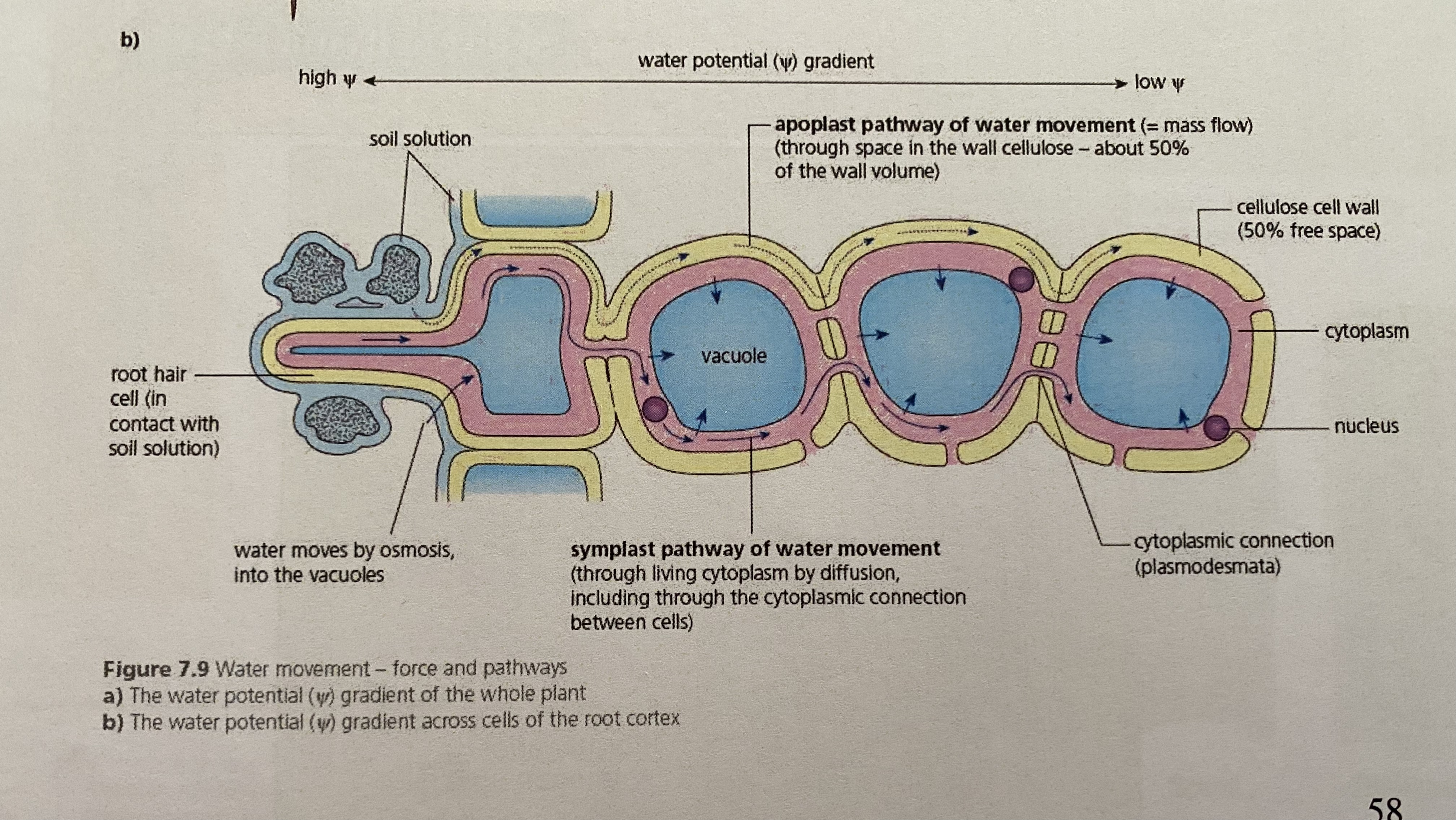 <p>occurs between the mesh-like cellulose fibres in the plant cell walls (the gaps between each side of the cell wall) these gaps are water-filled so offer little resistance to the flow of water</p><p>Water travels from cell wall to cell wall without ever entering the cytoplasm of the cortical cells (cells of the cortex)</p><p>The apoplast also includes the water-filled spaces of dead cells of the xylem vessels</p>