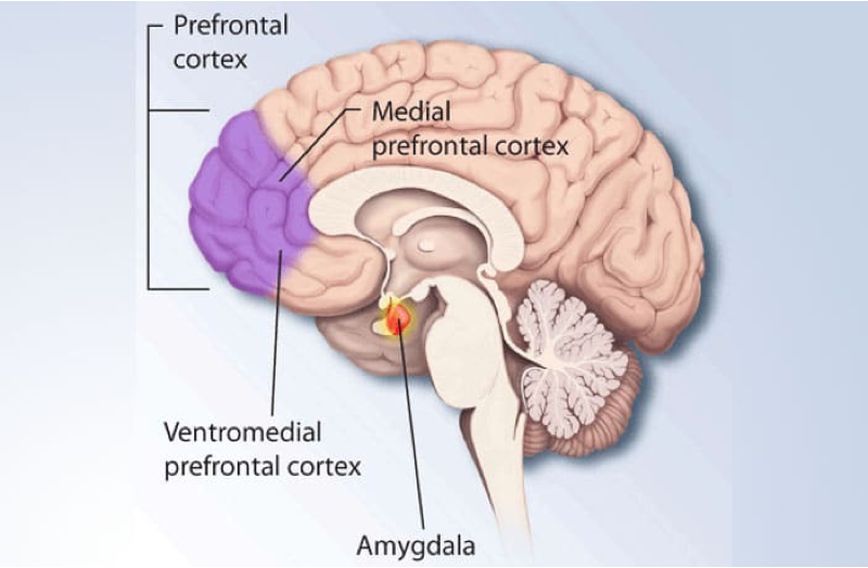 <p>what are the four prefrontal control systems?</p>