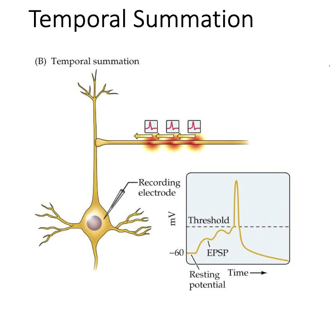 <p>summation of potentials from one synapse that overlap in time</p><ul><li><p>closer together in time --&gt; increased summation (and vice versa)</p></li></ul>