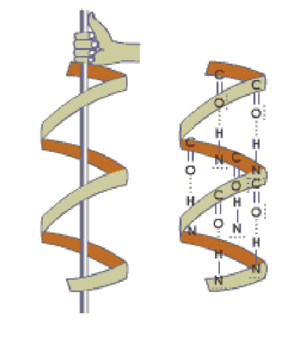 <p>H-bonding that occurs between carbonyl and amino groups that are 4 amino acids apart (spacing for the turn of a helix)!</p><p>Coiling in a clockwise direction!</p>