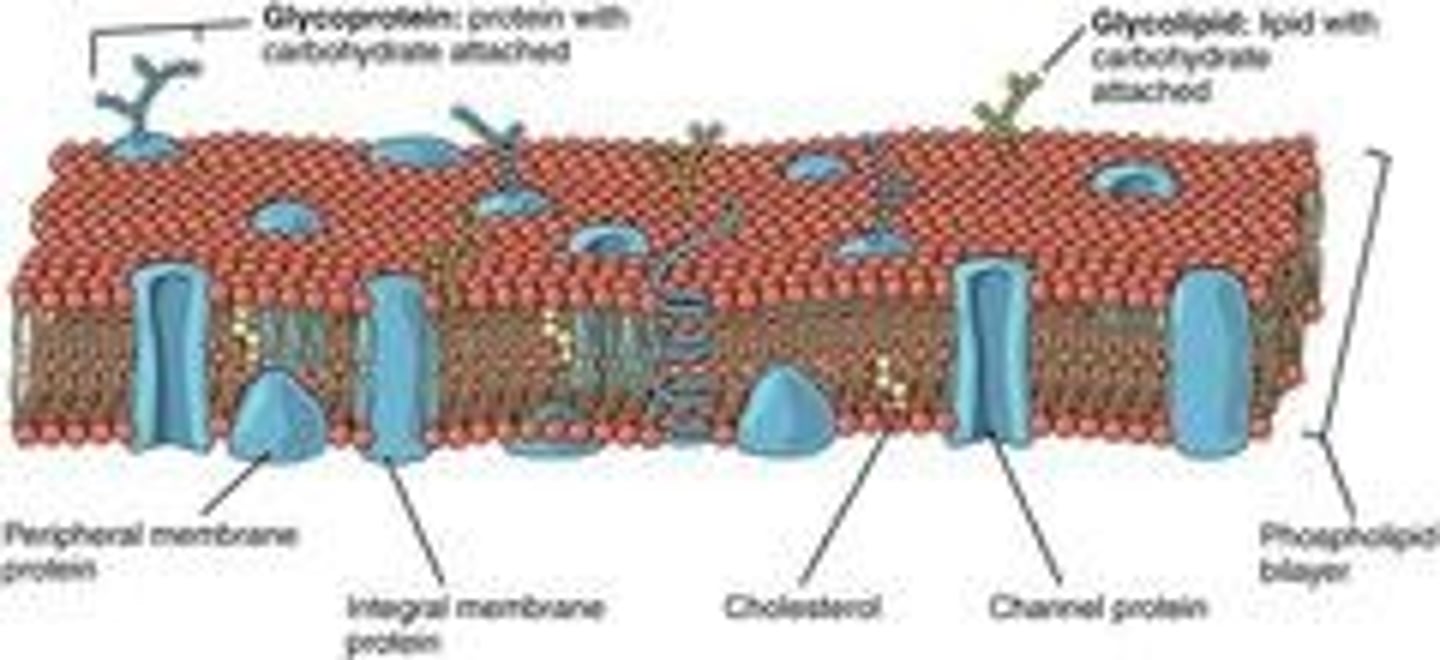 <p>A phospholipid bilayer with embedded intrinsic and extrinsic proteins.</p>