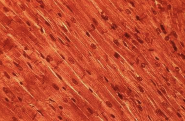 <p>Name the cell</p>