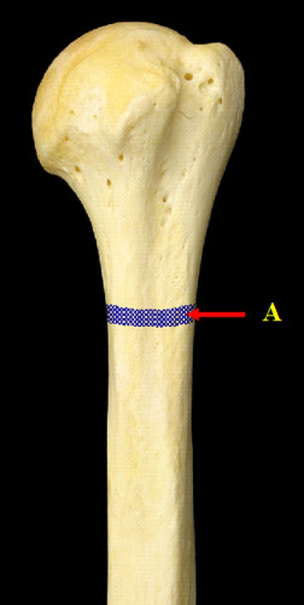<p>where you can commonly break the humerus</p>