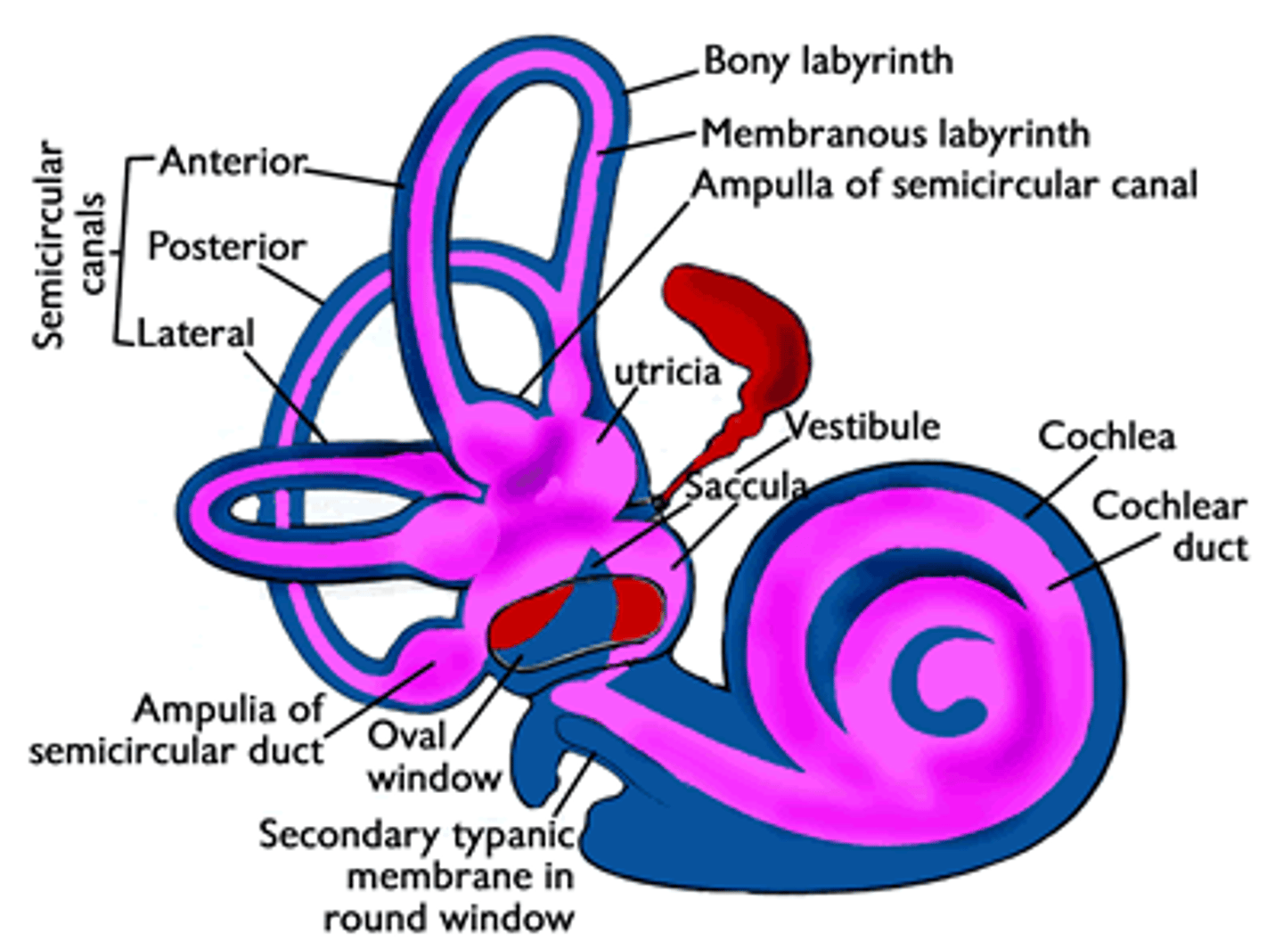 <p>filled with endolymph</p>