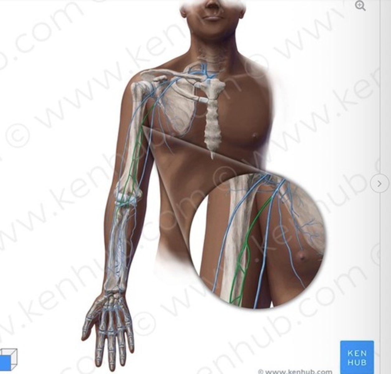 knowt flashcard image