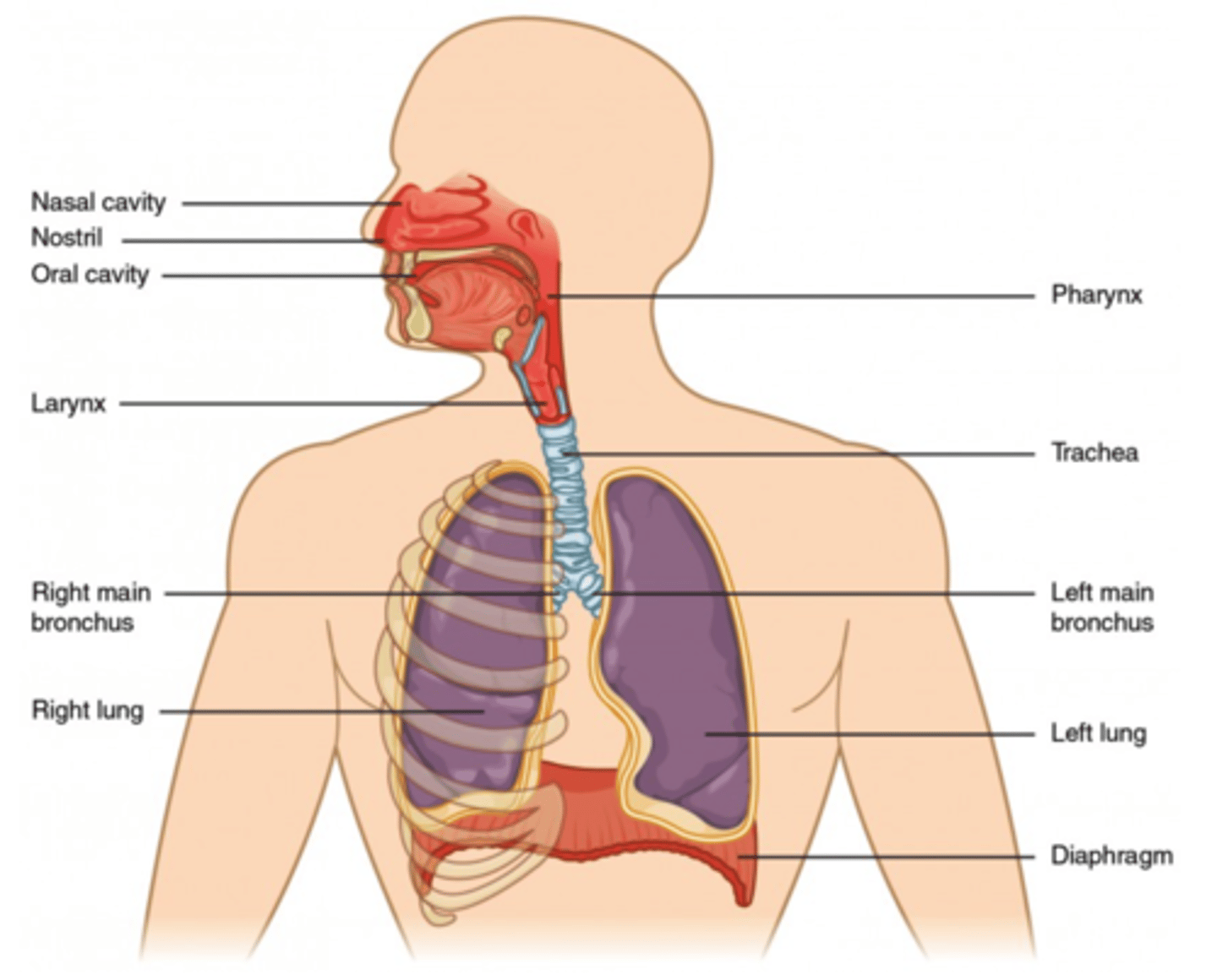 <p>nose</p>