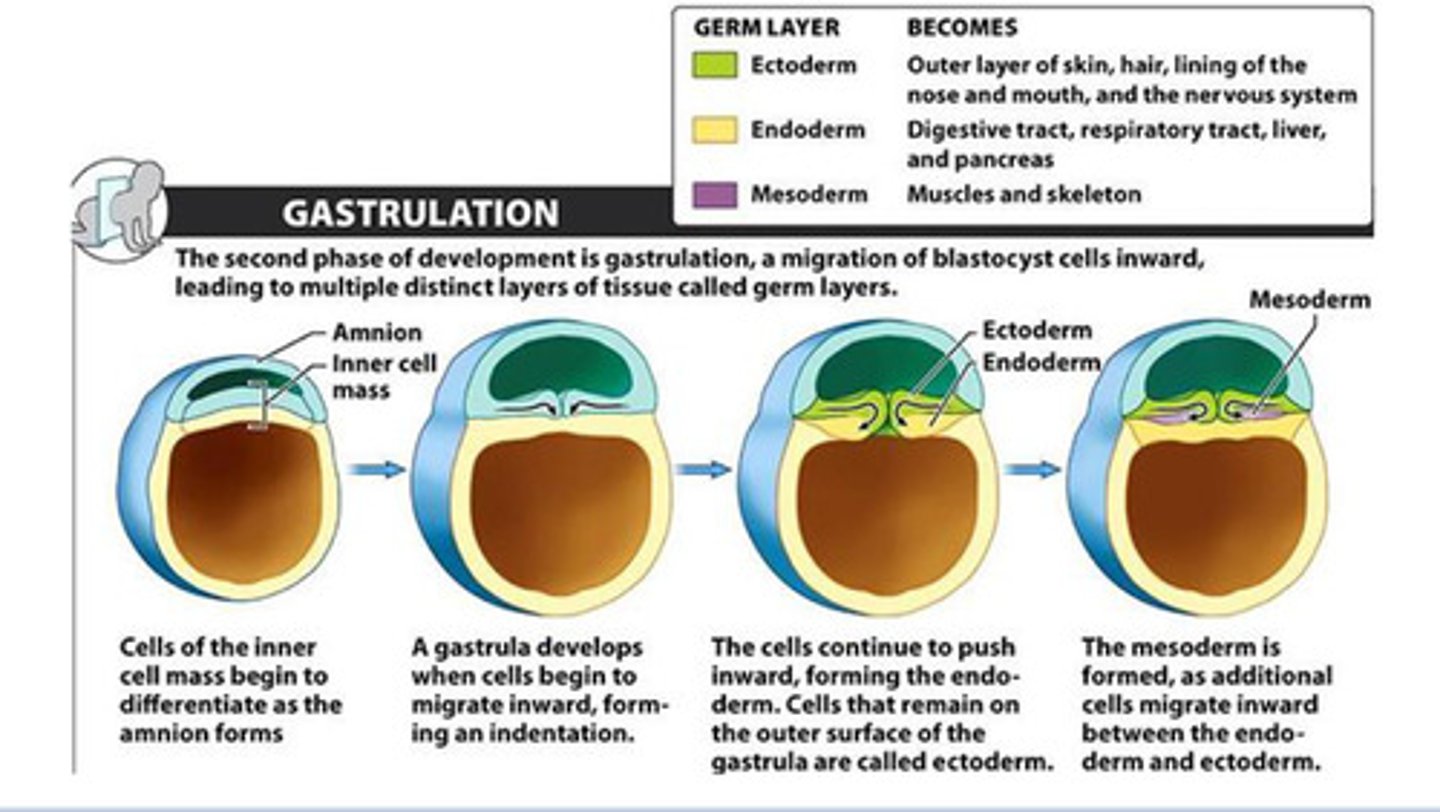 <p>First to form, contains ectoderm, endoderm, mesoderm</p>