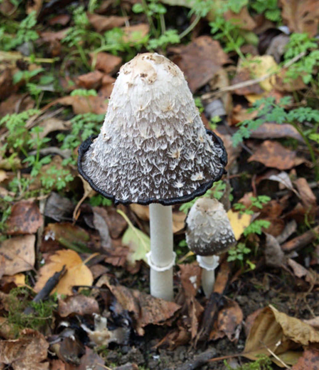 <p>Coprinus atramentarius</p><p>-Toxic Compound: Coprine</p><p>-Edible Lookalike: Shaggy Mane (Coprinus comatus)</p>