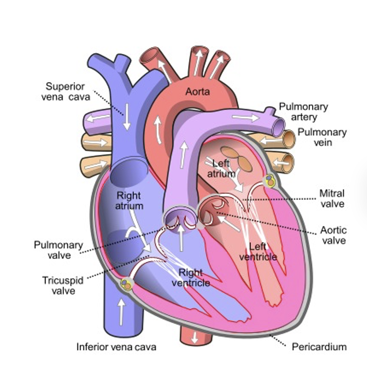 <p>Heart structures</p>