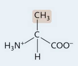 <p>A Nonpolar Amino Acid</p>