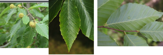 <p>Alternate, simple, oblong-ovate leaves that are pinnately veined and end in a sharp tooth.</p>