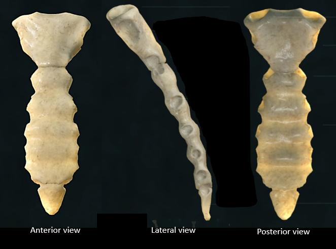 name the bone 