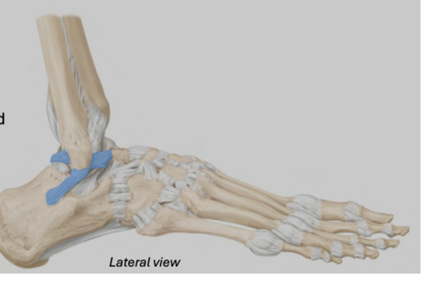 <p>Series of three ligaments connecting the lateral malleolus to the talus and calcaneus</p><p>• Relatively weak (more prone to sprain)</p><p>• Limits inversion of the foot</p>