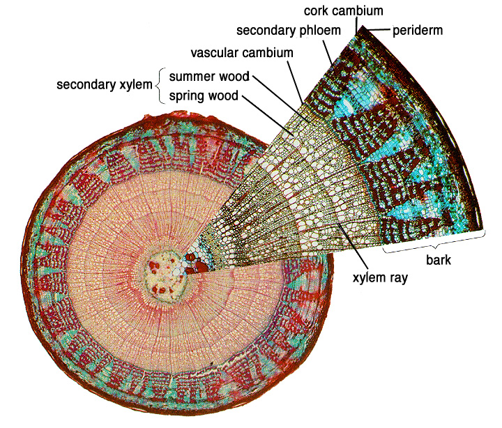 <p>primary and secondary growth </p>