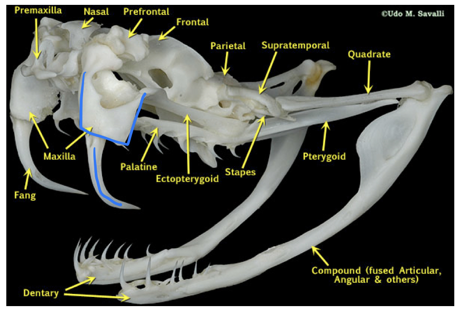 have extremely reduced maxilla with a single large hollow fang

\
the fang is erected by the rotation of the maxilla on the prefrontal bone

\
characteristic of vipers and the lamprophiid atractaspis