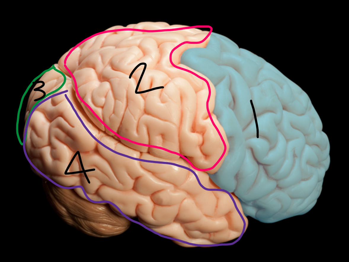 <p>what lobe number 4</p>