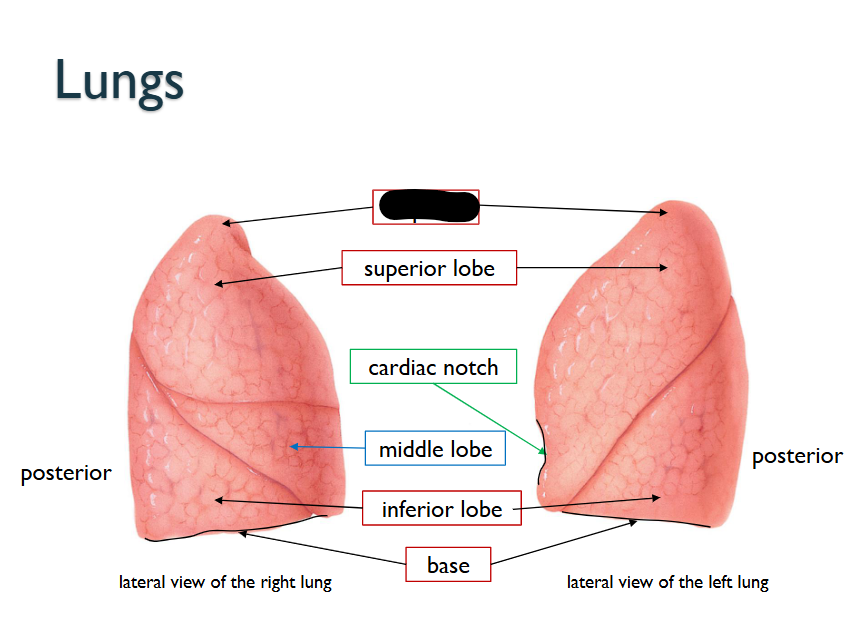 <p>What structure is this within the <strong>Lungs?</strong></p>