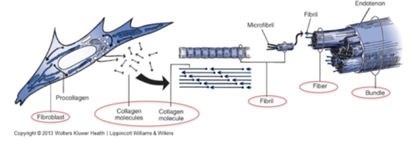 <p>Due to the cross-links between collagen fibrils</p>