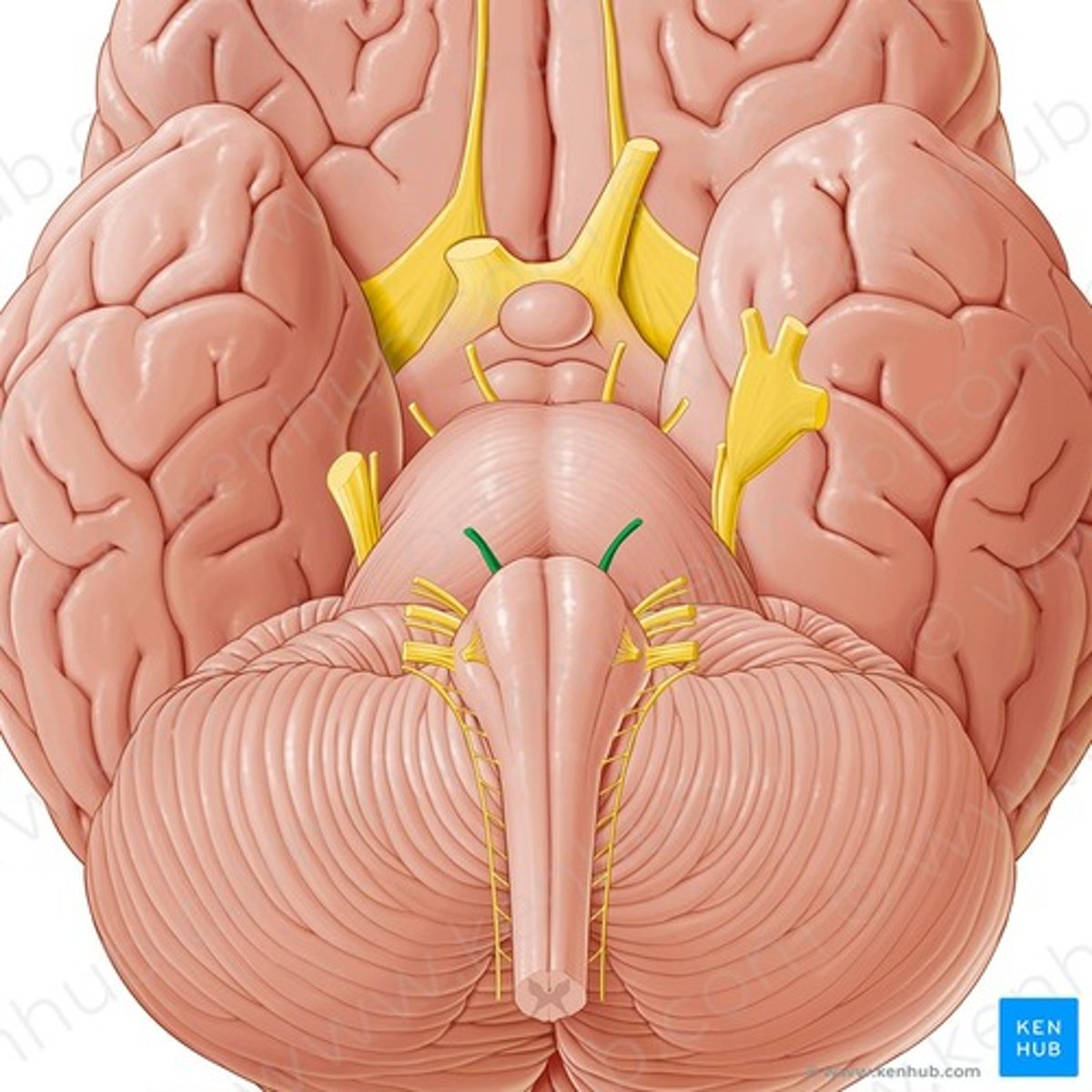 <p>Nervus abducens, eemaldajanärv</p>