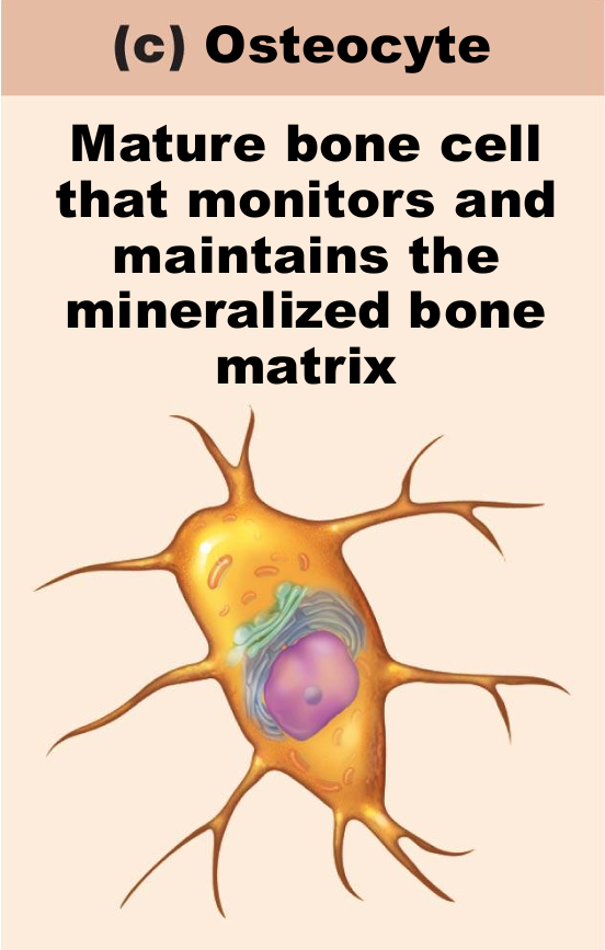 <ul><li><p>Mature bone cells in lacunae</p></li><li><p>Monitor and maintain bone matrix</p></li><li><p>Act as stress or strain sensors</p><ul><li><p>Respond to and communicate mechanical stimuli to osteoblasts and osteoclasts (cells that destroy bone) so bone remodeling can occur</p></li><li><p>lots of mechanically activated sensors</p></li><li><p>Wolf’s law, its there cell that sense the stress to tell osteoblasts to build more</p></li></ul></li><li><p>pics:</p><ul><li><p>needs to sense and communicate hence the protrusions</p></li></ul></li></ul><p></p>