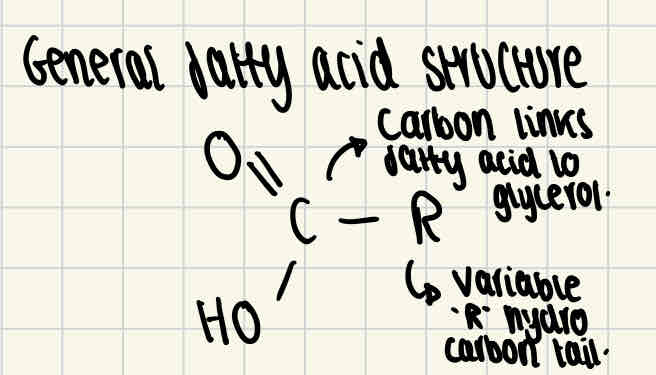 <p>All fatty acids consist of the same basic structure, shown in the image. However, the structure of the hydrocarbon tail varies between saturated/unsaturated fatty acids.</p>