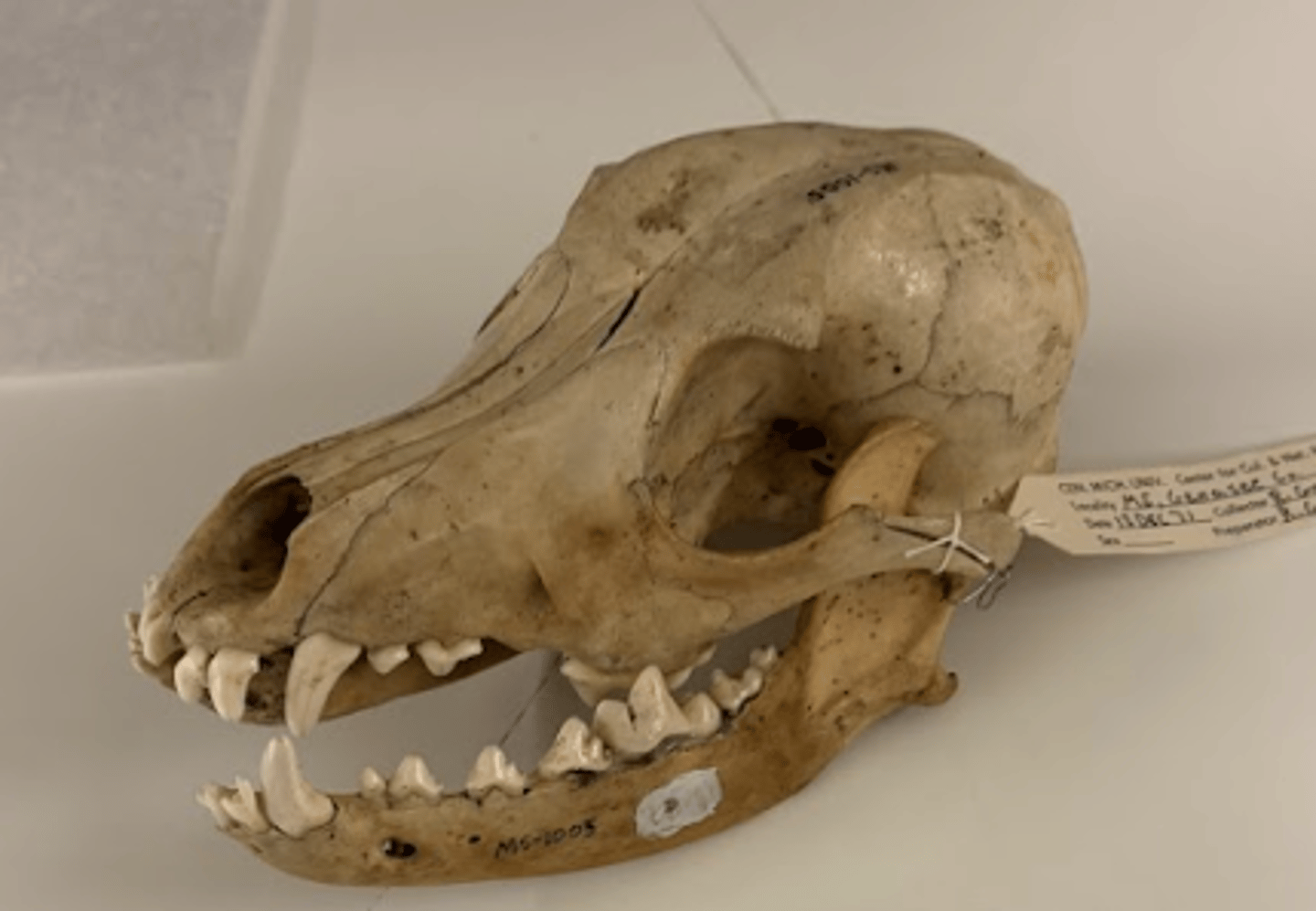 <p>What is this specimen?</p>