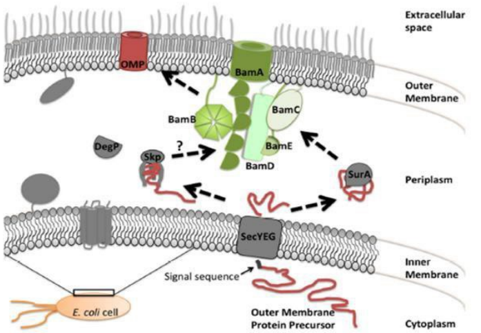 <p>How are<strong> Outer Membrane Proteins</strong> exported to the<strong> outer membrane</strong> of <strong>Gram Negative</strong> bacteria? (slide 16)</p><p>Include:</p><p>1) <strong>Sec translocon</strong> (transporter)</p><p>2) <strong>SurA </strong>(isomerase)</p><p>3) <strong>Skp </strong>(isomerase</p><p>4) <strong>Bam complex </strong>(channel) </p>