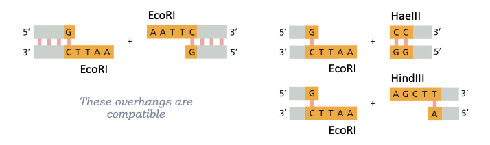 <ul><li><p>JOINING THE FRAGMENTS!</p></li><li><p>THESE ENDS ARE COHESIVE (THESE OVERHANGS ARE COMPATIBLE)</p></li><li><p>THESE ENDS ARE NOT COHESIVE (THESE ENDS ARE NOT COMPATIBLE)</p></li></ul><p></p>