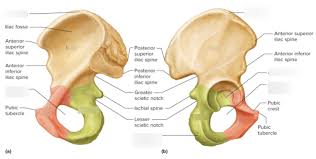<p>The hipbone, which consists of the ilium, ischium, and pubis.</p>