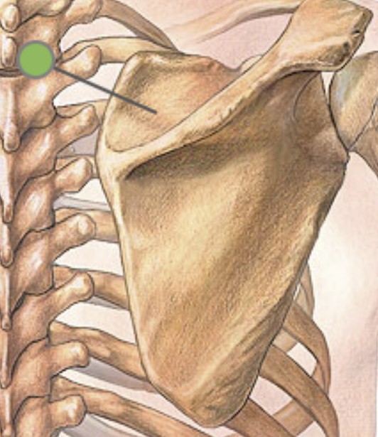 <p>Which bone landmark of the scapula is a concave depression superior the spine?</p>