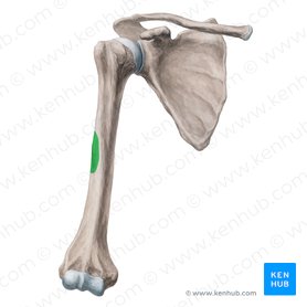 <p>What bone structure is this?</p>