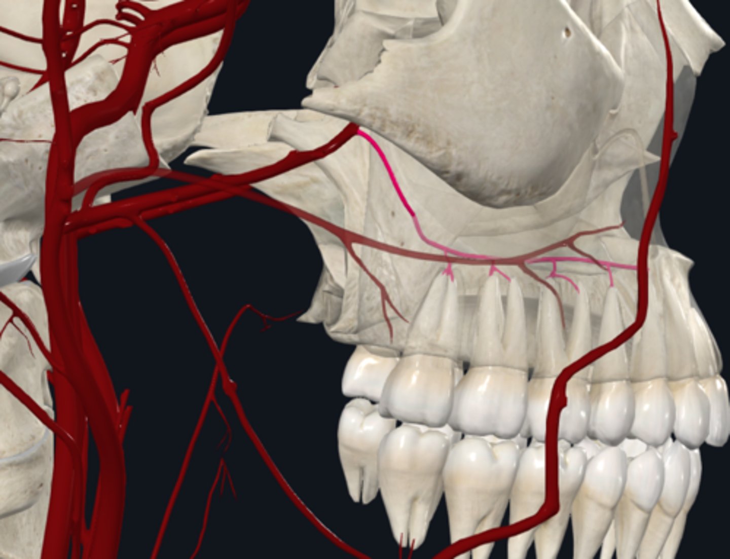 <p>What is the posterior superior alveolar (PSA) Maxillary artery branches in the infratemporal fossa supplied by?</p>