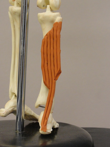 <p>plantar flexion at ankle</p>