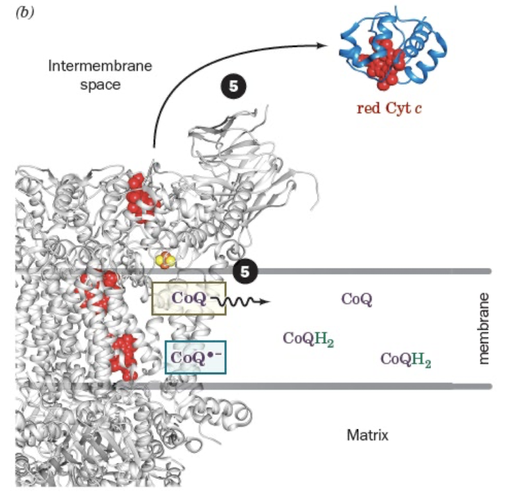 <ol start="5"><li><p>Release of CoQ from Qo site and Cyt c</p></li></ol><p></p>