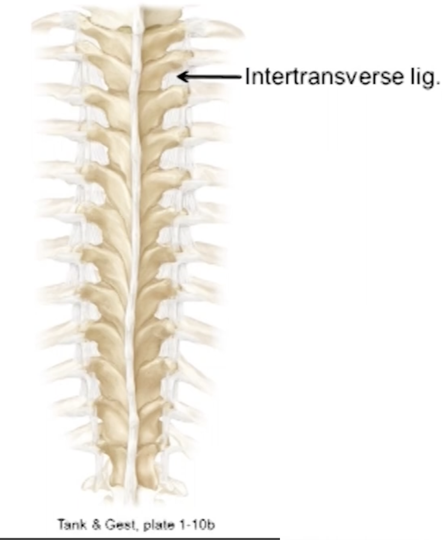 <p>Most substantial in the thoracic and lumbar regions</p><p>Position: lateral to the intervertebral between the transverse processes</p><p>Function: limits lateral flexion</p>