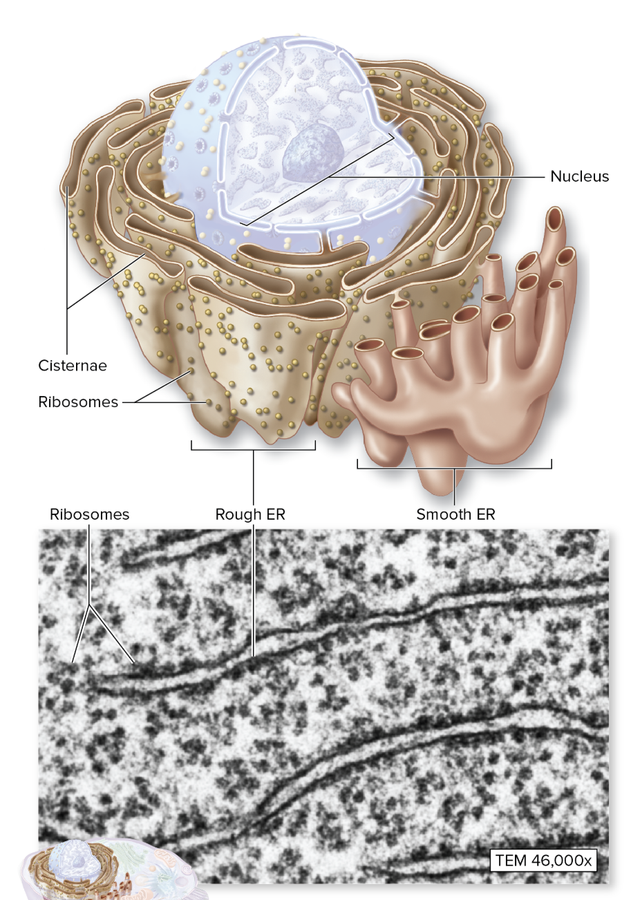 <p>What is the function of the Endoplasmic Reticulum?</p>