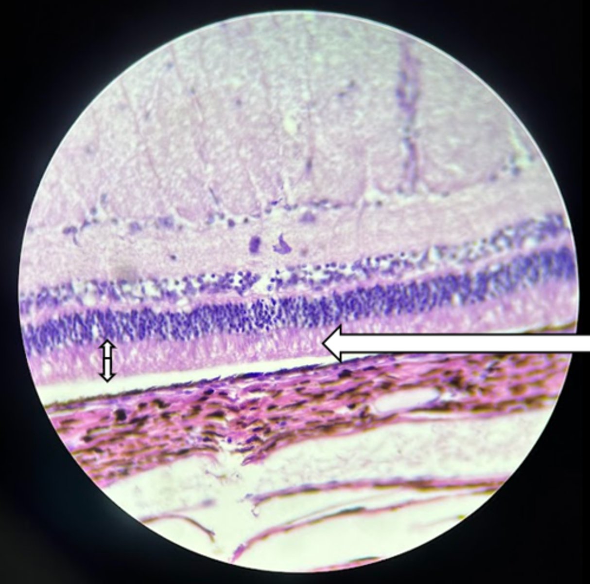 <p>name the structure</p>