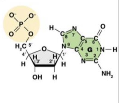 <p>This is Deoxyguanosine 5’ -monophosphate (dGMP), or the guanine nucleotide base. What does the&nbsp;“deoxy,” or&nbsp;“d,” tell us about the molecule?</p>