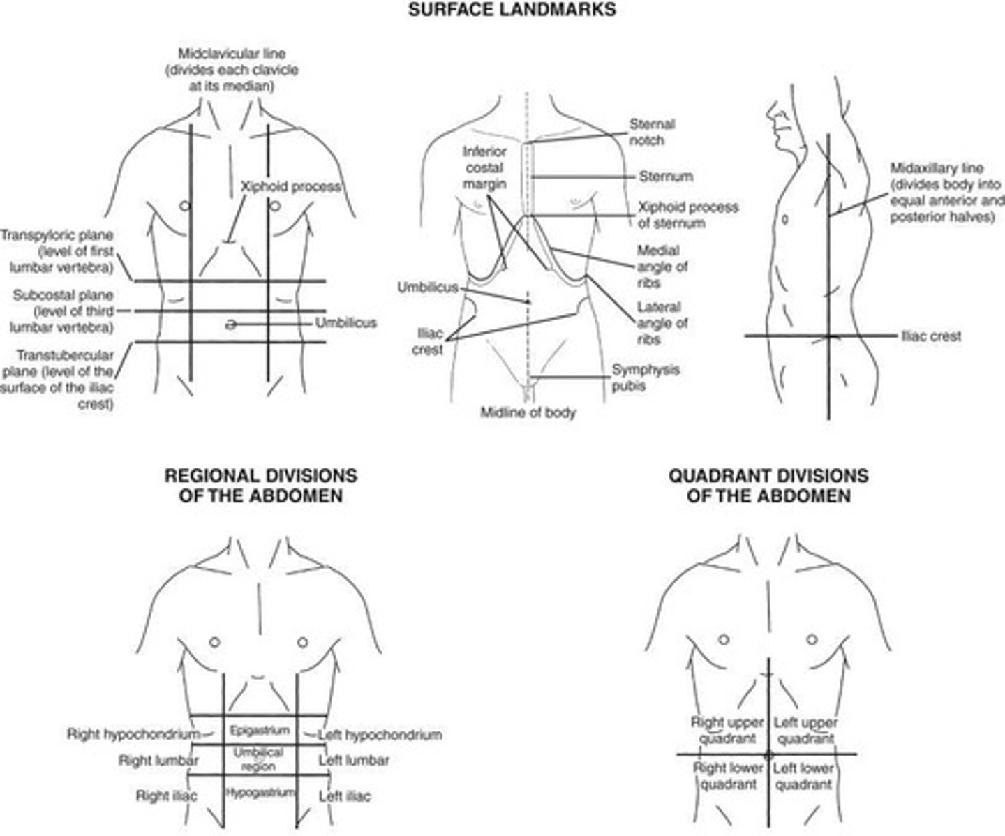 <p>Right hypochondrium, epigastrium, left hypochondrium, right lumbar, umbilicus, left lumbar, right iliac, hypogastrium, and left iliac.</p>