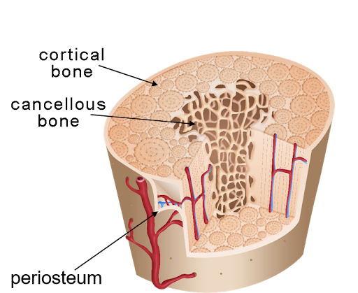 <p>Periosteum</p>