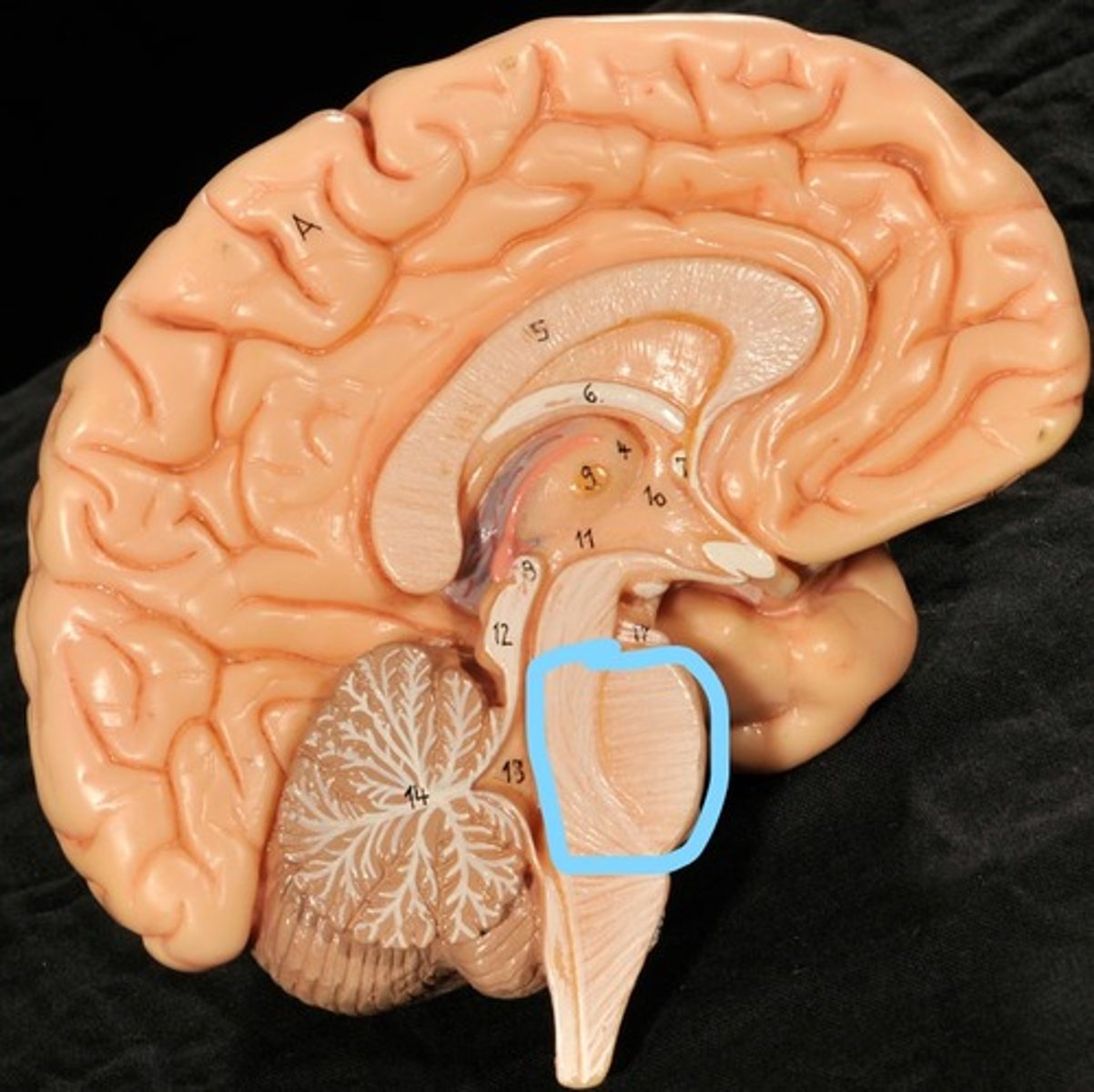knowt flashcard image
