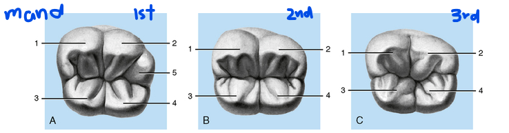 <ul><li><p>Maxillary molars have <strong>2 lingual cusps</strong>, mandibular molars have <strong>2–3 buccal</strong></p></li><li><p>Maxillary 1st molars may have a <strong>5th cusp (Carabelli)</strong></p></li><li><p>Mandibular 1st molars usually have <strong>5 full cusps</strong>, more than maxillary</p></li></ul><p></p>
