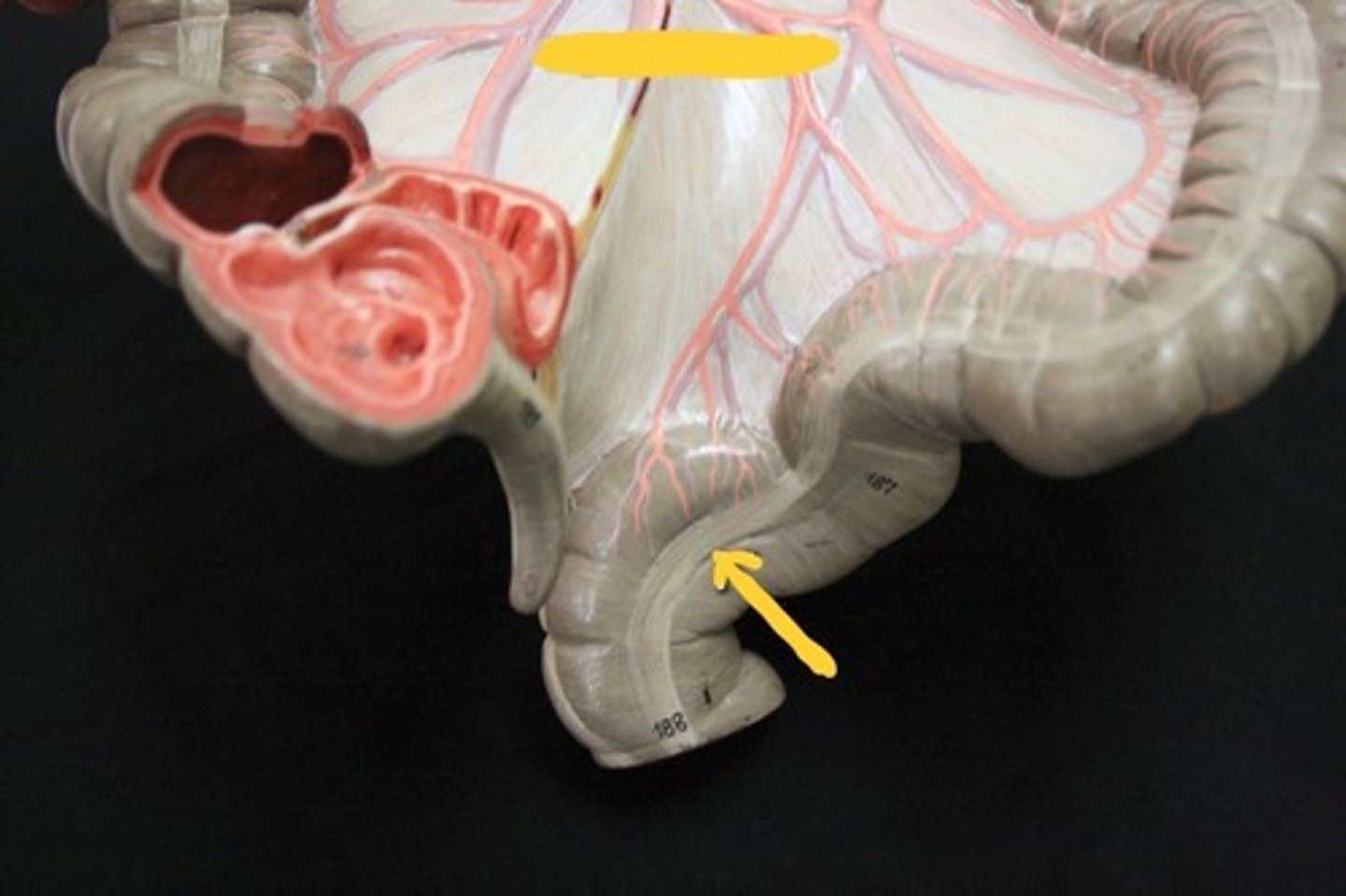 knowt flashcard image