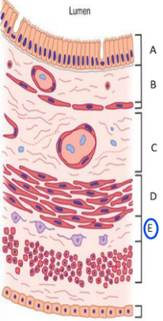 <p>From epithelia</p>