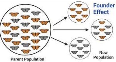 <p>A type of genetic drift where populations originates from a smaller group of individuals whose gene pool may not reflect that of a larger population from which they(founders) were drawn from.</p>
