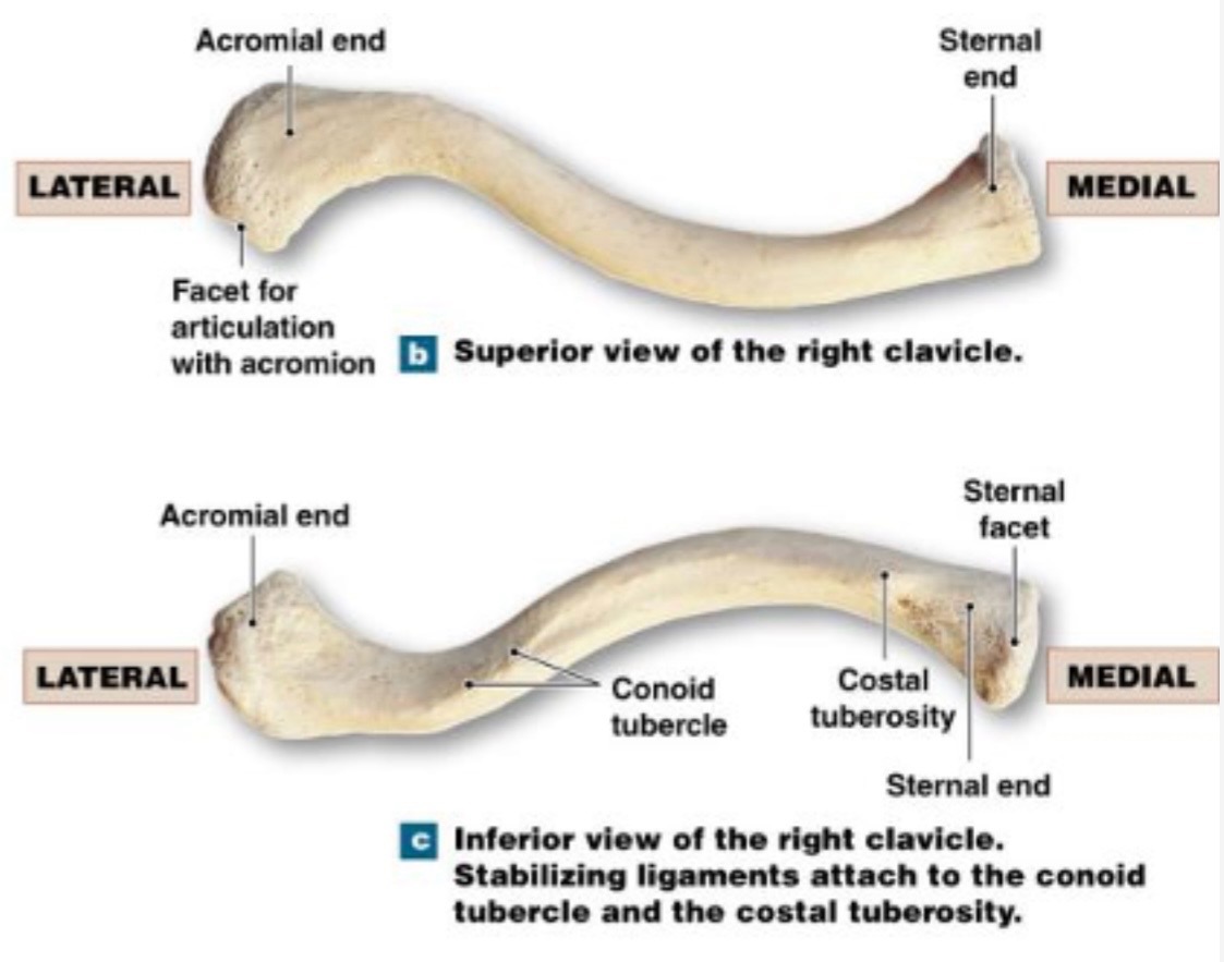 <p>clavicle</p>